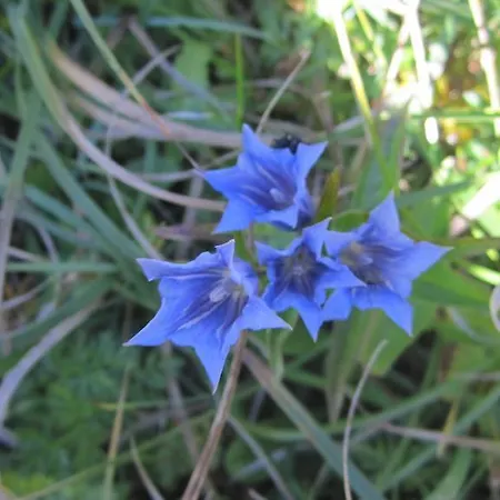 Holiday home Sonnenheim *