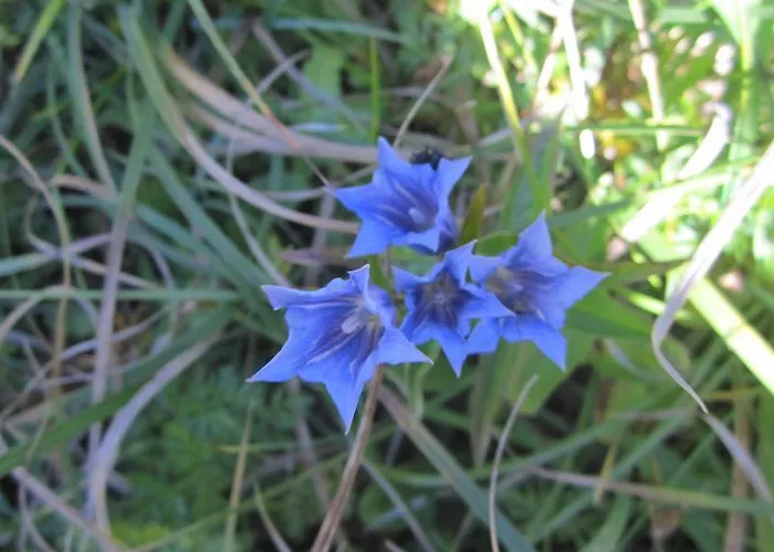 Tatil Evi Sonnenheim *